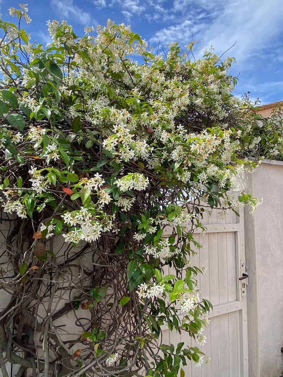 l'entrée de la maison et du jardin l'entrée de la maison et du jardin