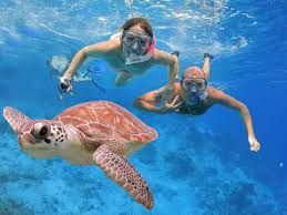 Fancy swimming with turtles or manta rays?