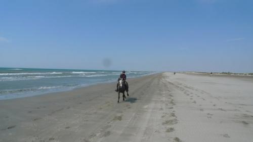 Plage : grands galops garantis Plage : grands galops garantis