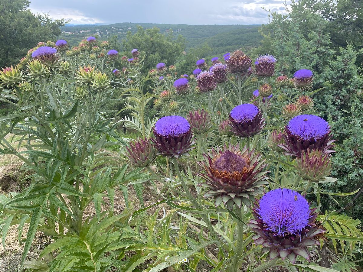 Vue depuis la terrasse ouest