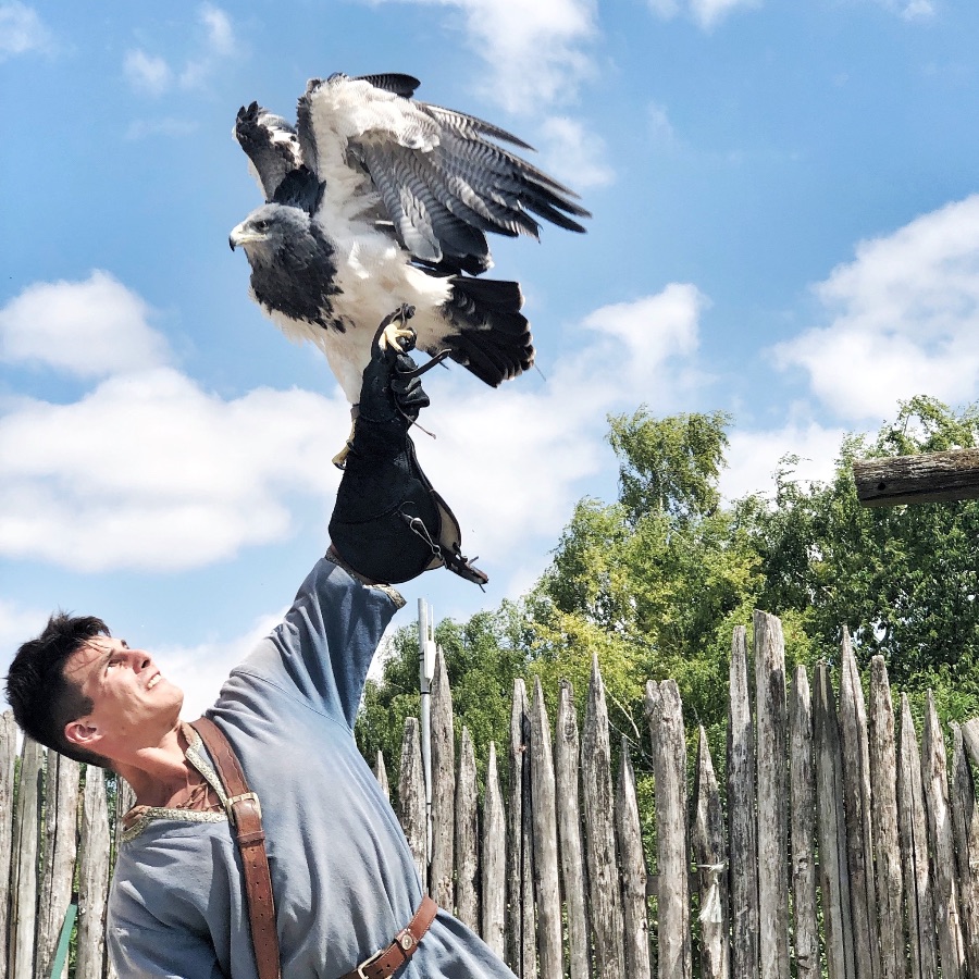 Les Aigles des Remparts (Spectacle) Les Aigles des Remparts (Spectacle)