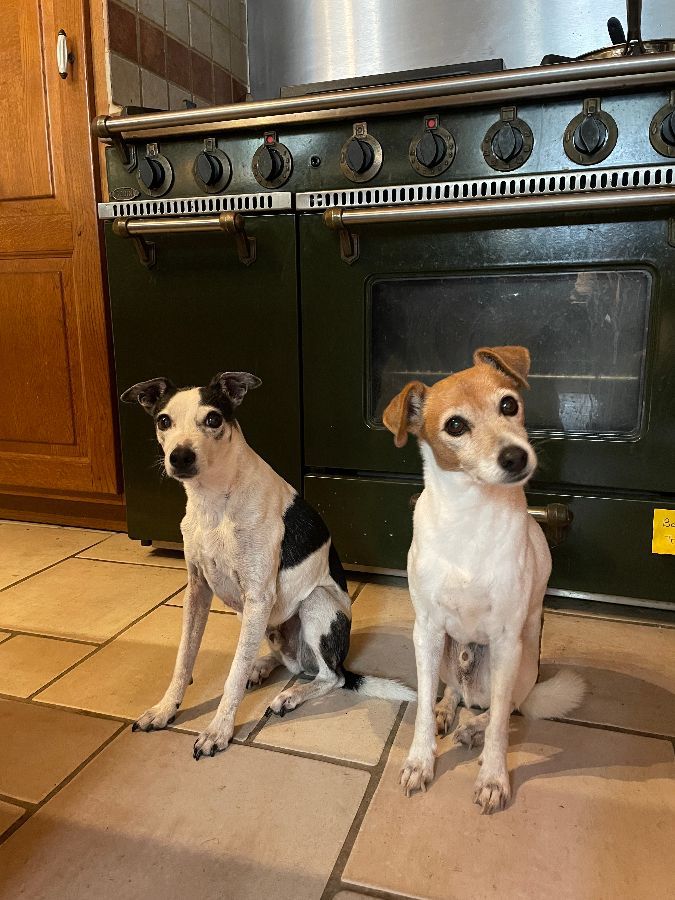 Igor et Boris, les (vrais) propriétaires des lieux Igor et Boris, les (vrais) propriétaires des lieux