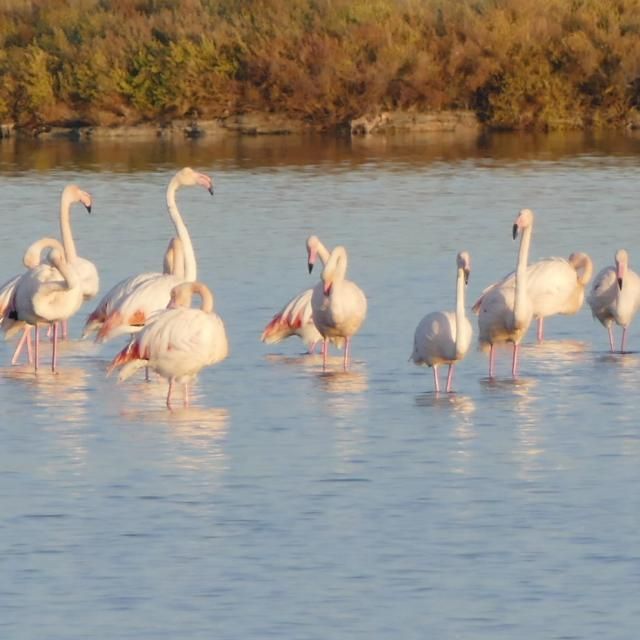 les flamants autour du village les flamants autour du village