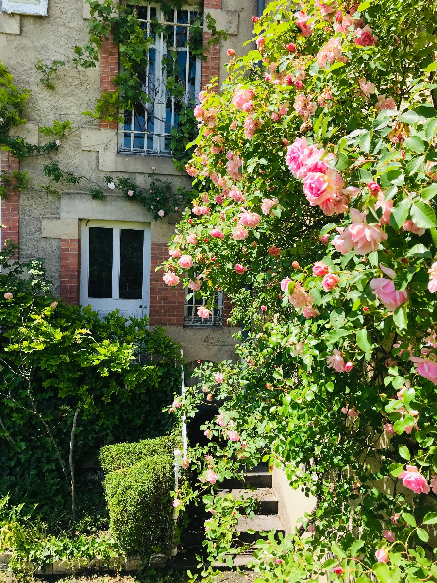 Les rosiers en fleurs Les rosiers en fleurs