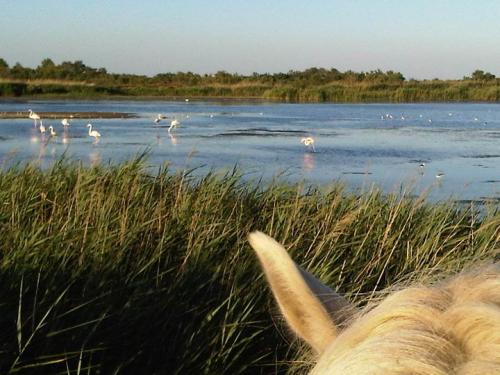 Faune et flore de Camargue Faune et flore de Camargue