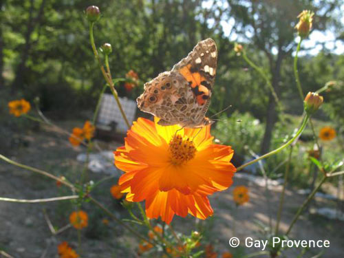 Le Naturoptère Le Naturoptère
