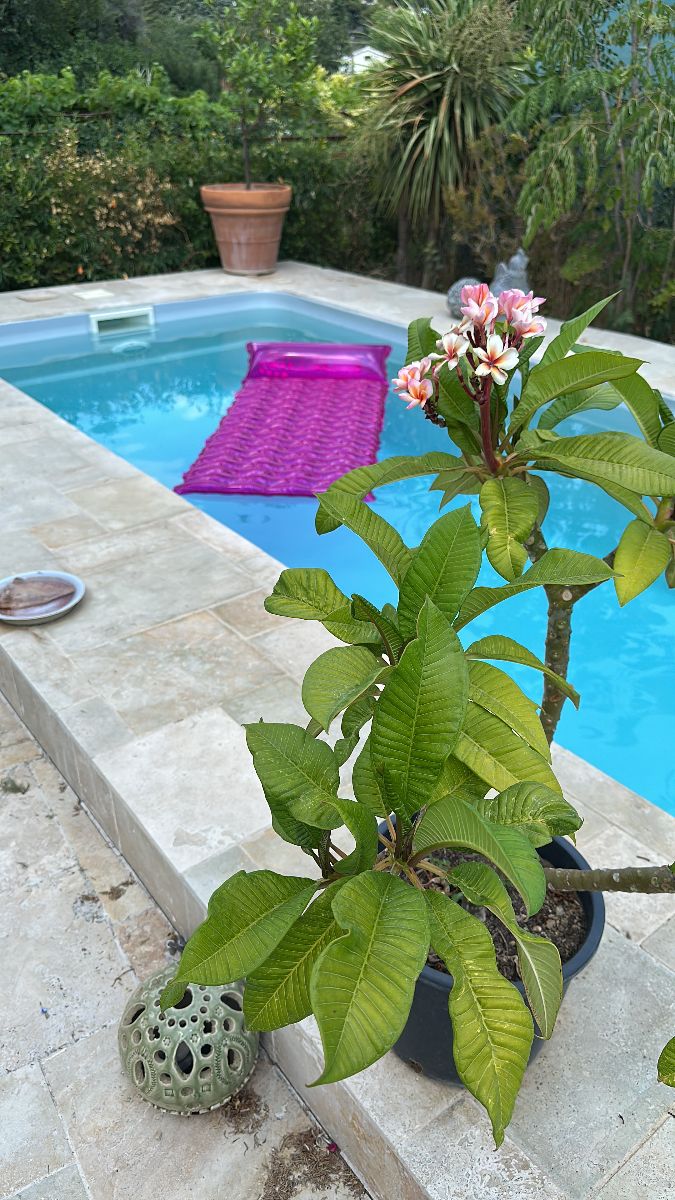 la piscine la piscine