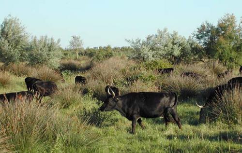 Taureaux de Camargue Taureaux de Camargue