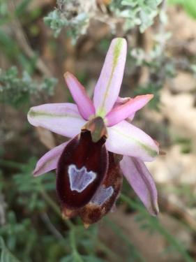 Orchis du Luberon