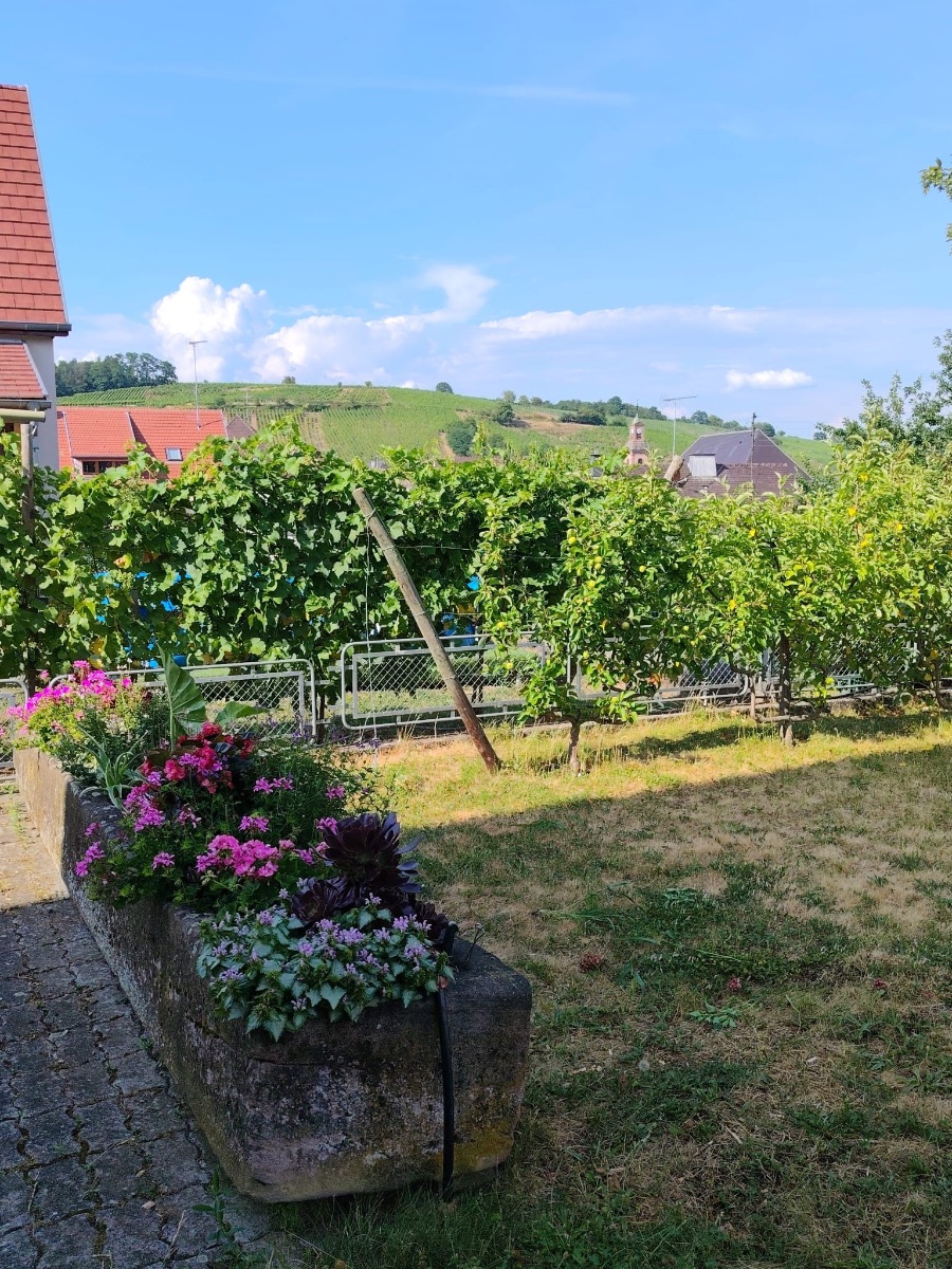 Vue vignobles de Riquewihr Vue vignobles de Riquewihr