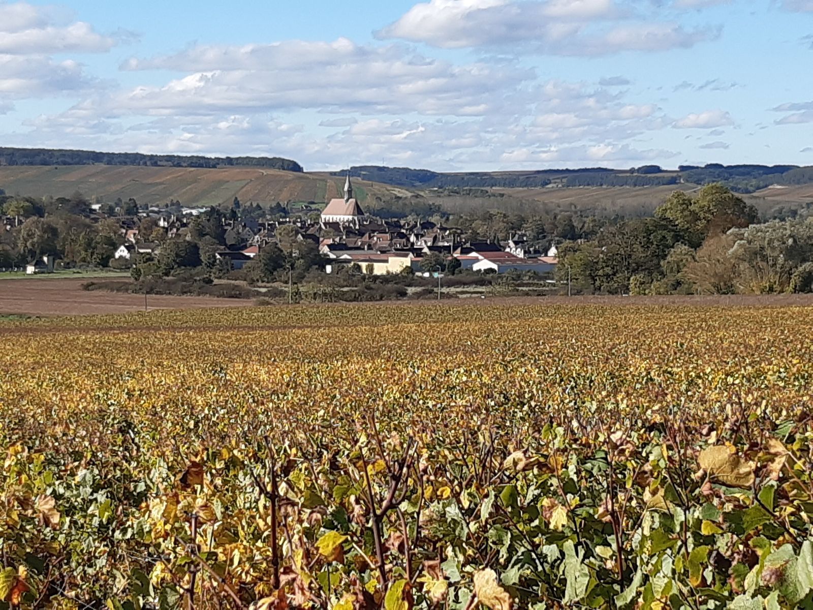 Les vignoble de Chablis Les vignoble de Chablis