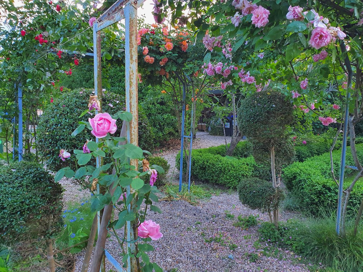jardin et ses roses 