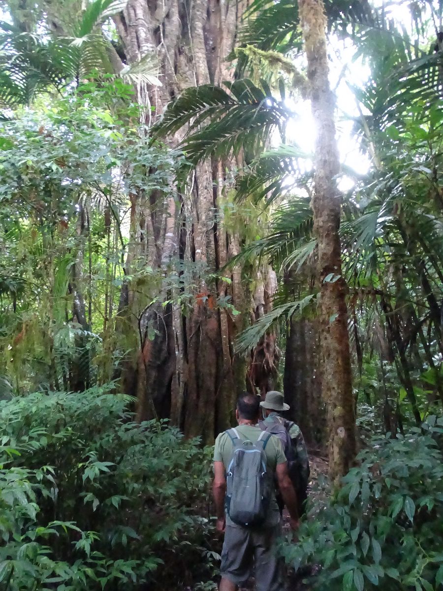 Fancy hiking through the jungle?