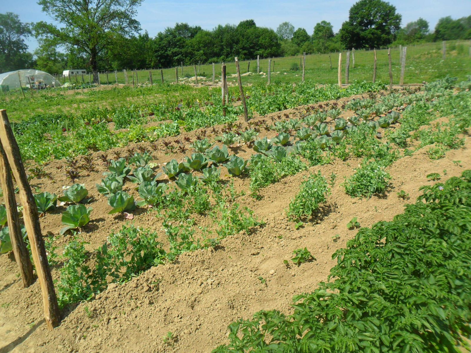Notre jardin,precieux pour notre table d'htes