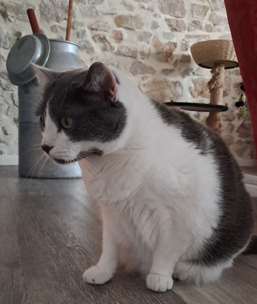 Breti adore les caresses 