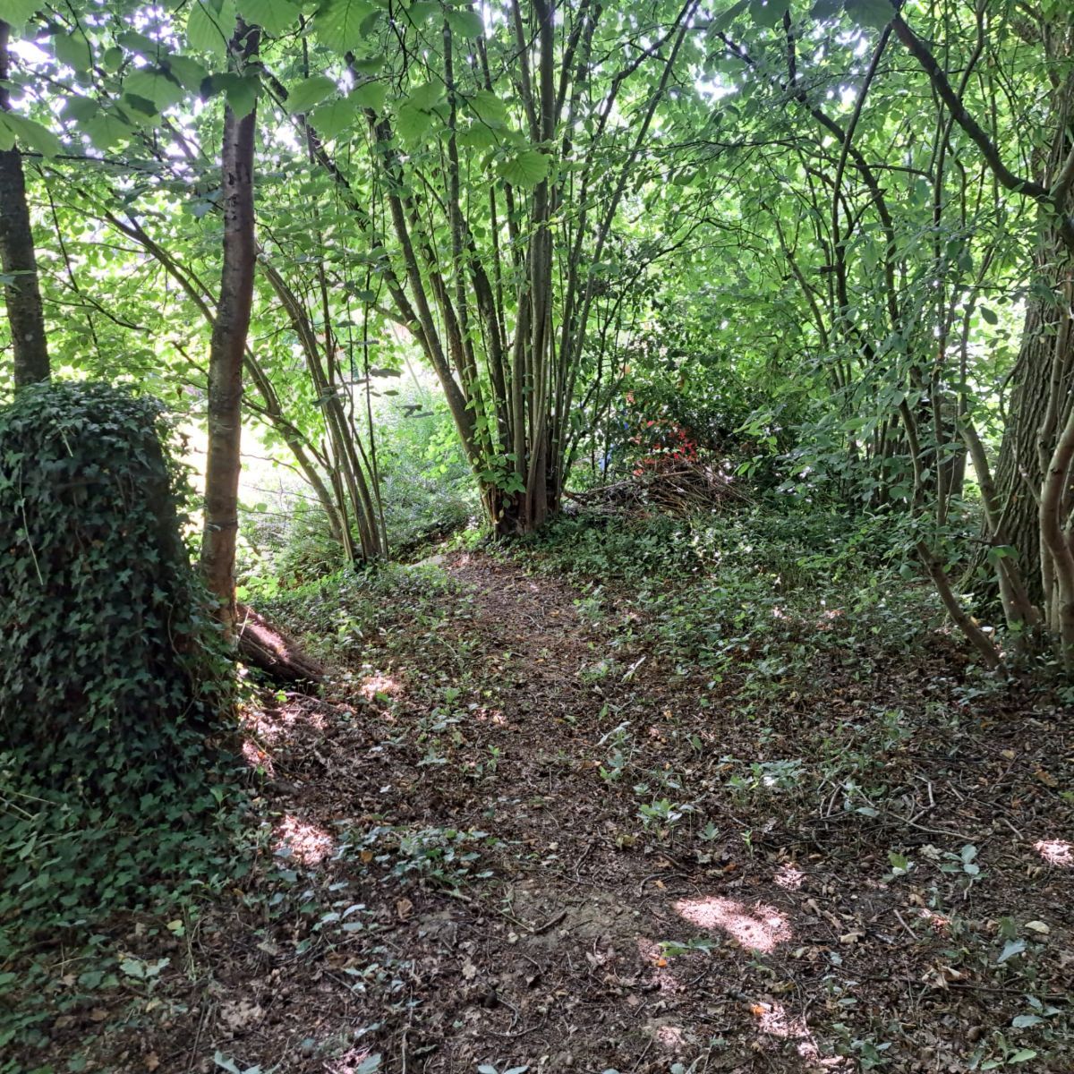 Le petit sous bois Le petit sous bois