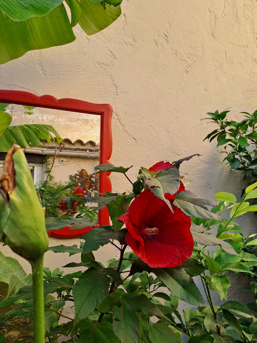 Hibiscus des marais en fleur Hibiscus des marais en fleur