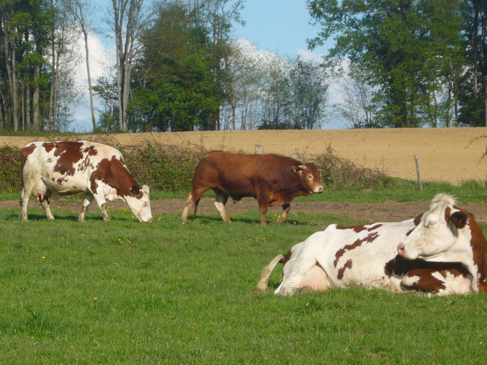 Nos vaches montbliardes pour le lait et les fromages et le taureau 