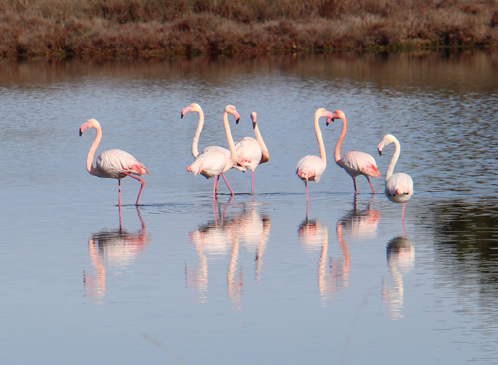 les flamands roses de la Camargue Gardoise