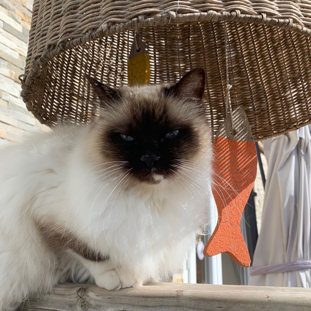 Salto, le prince de la maison !