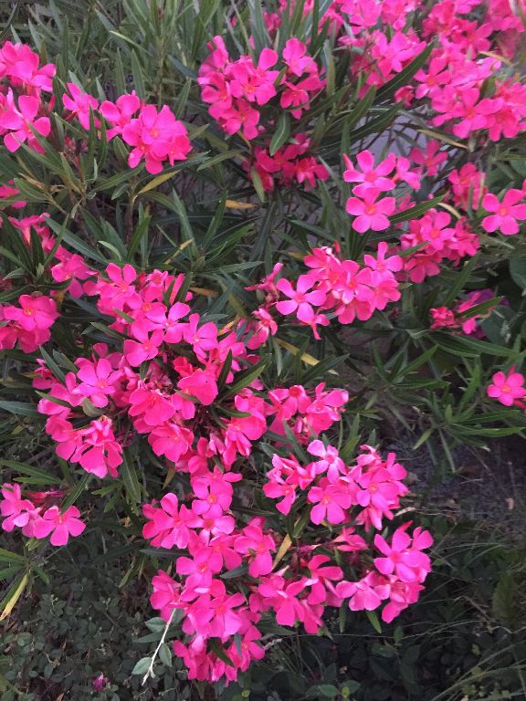 Gite en sud Ardche avec piscine 2 pers.