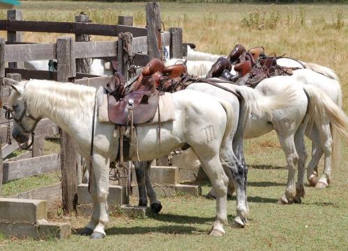 nos chevaux nos chevaux